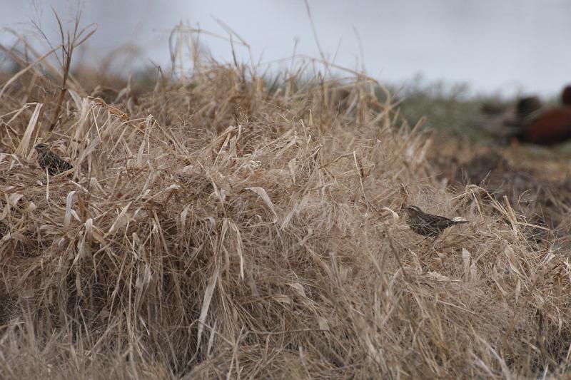 Red-winged Blackbird females 011709.jpg